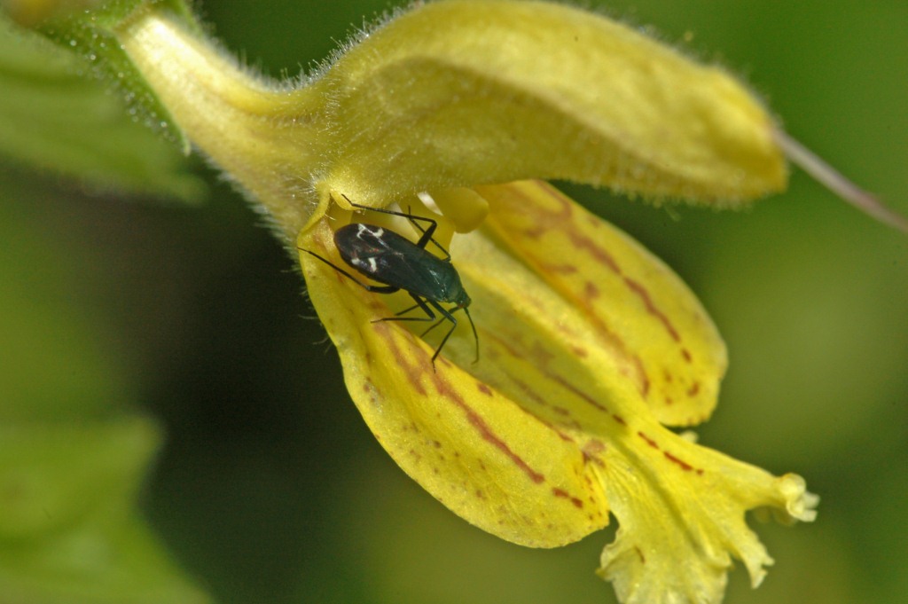 Macrotylus quadrilineatus (forse) .......